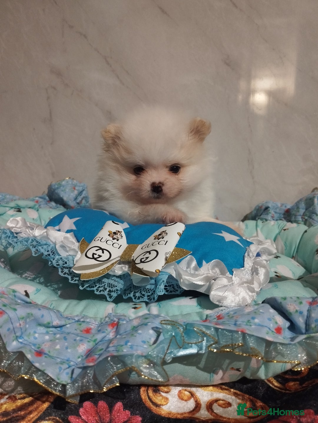 Pomeranian dogs for sale: 💝💝💝High-quality little boys💝💝💝 - Image 35