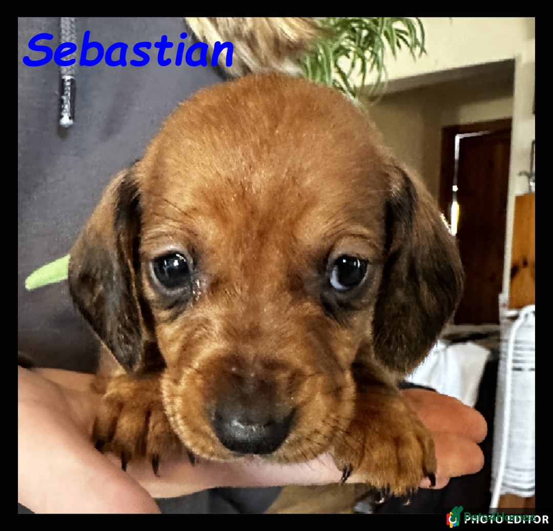 Dachshund dogs for sale: Beautiful Dachshunds ❤️❤️ - Advert 21