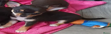 Chihuahua 5