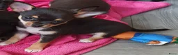 Chihuahua dogs for sale: Super cute litter of 5 chihuahua puppies in Pontypool - Advert 2