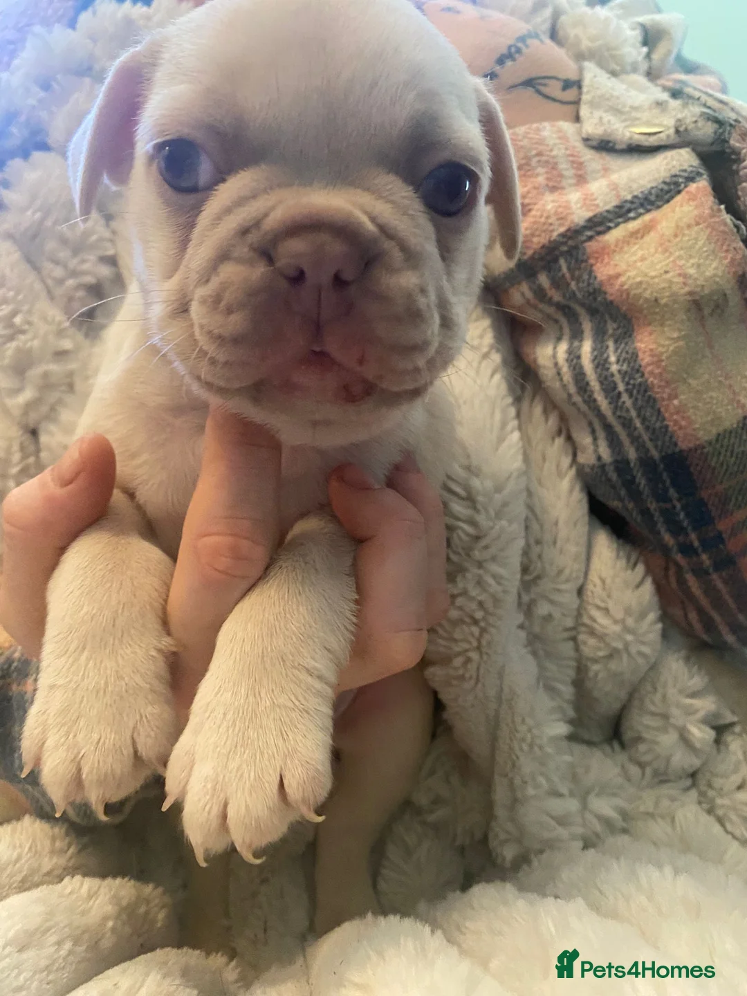 French Bulldog dogs for sale: Chucky laid back beautiful frenchies in Rochdale - Advert 6