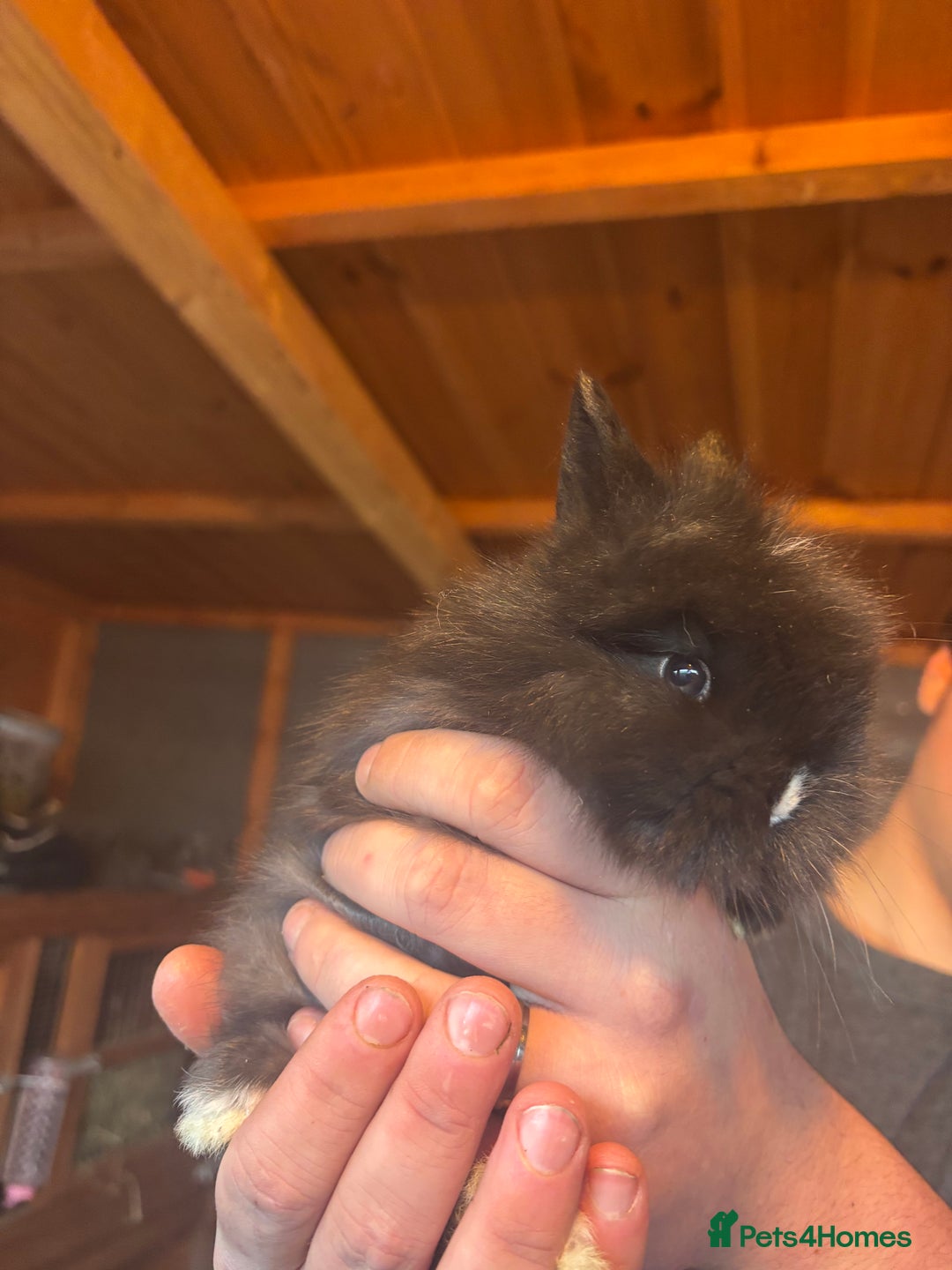Lionhead rabbits for sale: Lion head bunnies available 🐰 - Advert 5