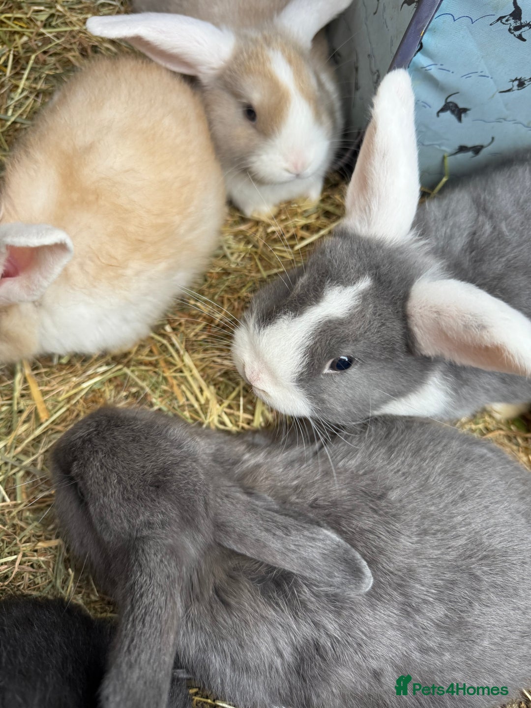Mini Lop rabbits for sale: Pure Bred Mini Lop Babies - Advert 5
