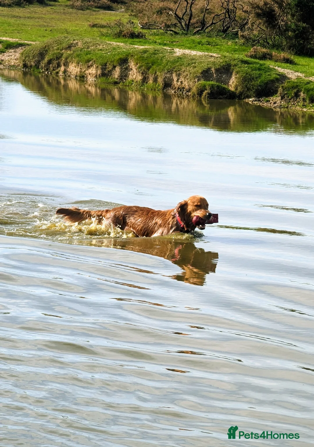 Golden Retriever dogs for stud: Gorgeous Gus for Stud  in Faringdon - Advert 5