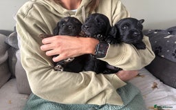 Cocker Spaniel dogs for sale: Cocker Spaniel Puppies - Image 12