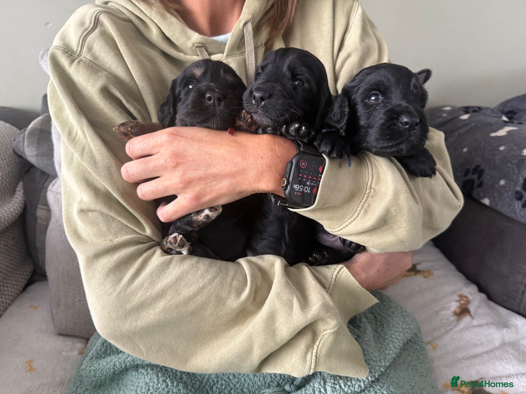 Cocker Spaniel dogs for sale: Cocker Spaniel Puppies - Image 12