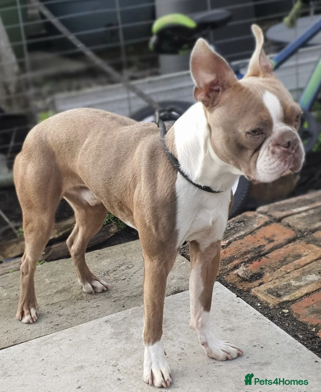 Boston Terrier dogs for stud: Beautiful boston for stud in Manchester - Advert 5