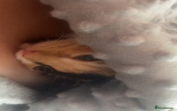 Domestic Shorthair cats for sale: 5 month old kitten - Image 3