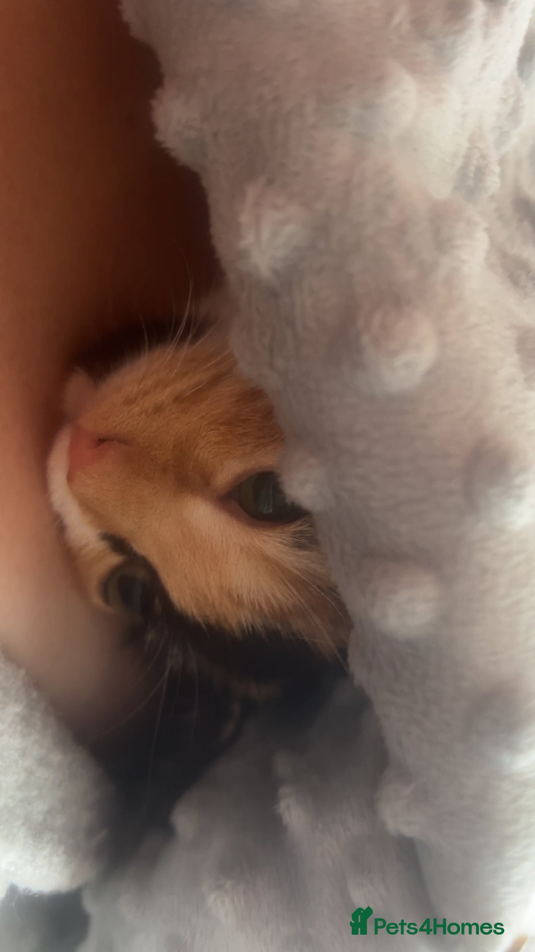 Domestic Shorthair cats for sale: 5 month old kitten - Image 3