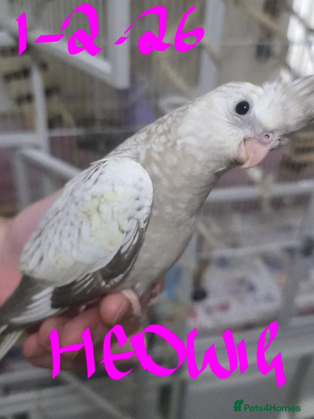 Cockatiels birds for sale: Baby cockatiels mixed  - Advert 11