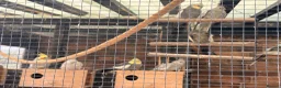 Cockatiels birds for sale: Cockatiels mixed  - Advert 2