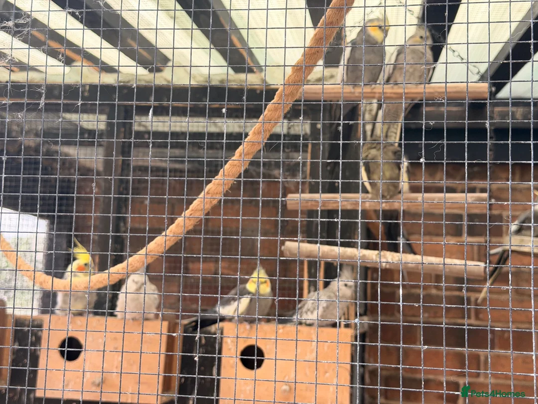 Cockatiels birds for sale: Cockatiels mixed  - Advert 2