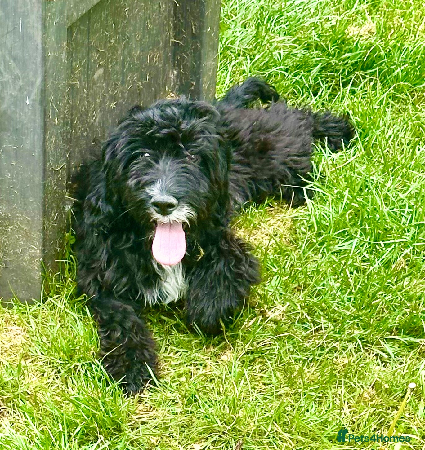 Cockapoo dogs Cockapoo Male - Advert 8