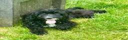 Cockapoo dogs for sale: Cockapoo Male - Advert 1