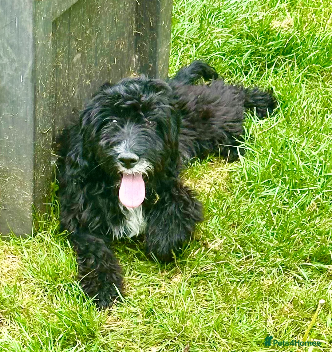 Cockapoo dogs for sale: Cockapoo Male - Advert 1