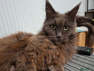 Maine Coon cats Maine Coon female - Advert 1