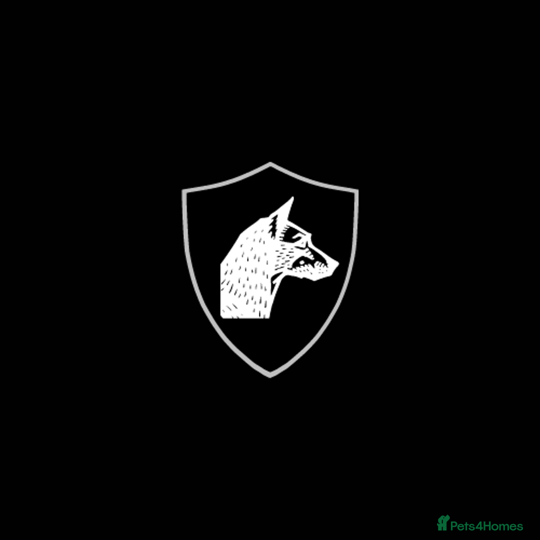 Mixed Breed dogs for sale: Bull X Lurchers - Working Lines - Image 1