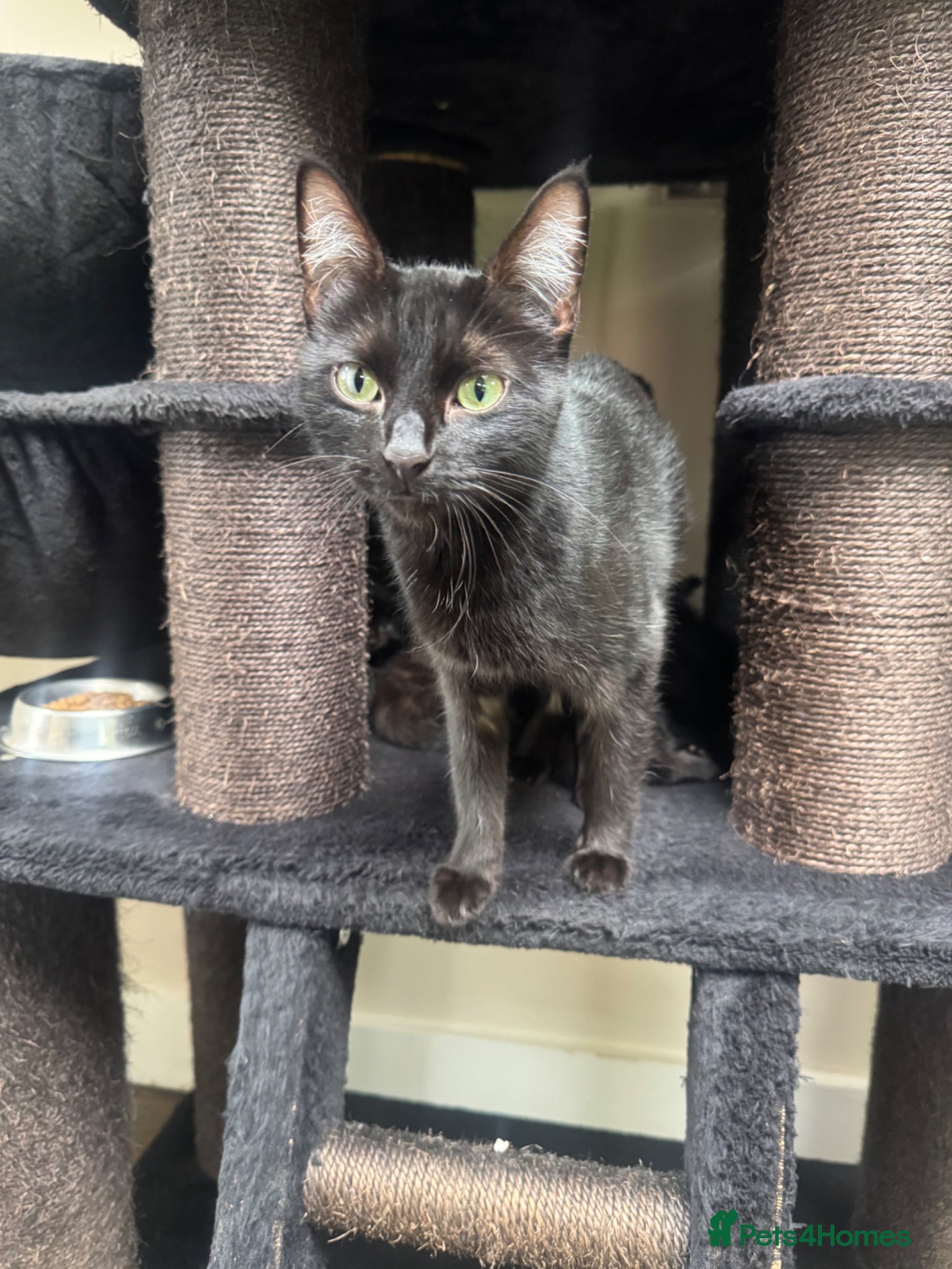 Mixed Breed cats ✨ Black kittens ✨ - Advert 2
