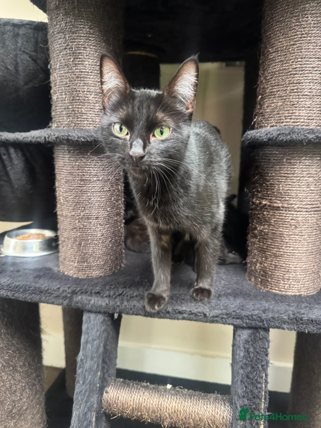 Mixed Breed cats for sale: ✨ Black kittens ✨ - Advert 1