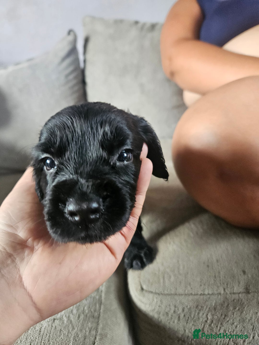 Cocker Spaniel dogs for sale: Beautiful cocker spaniel pups - Image 12