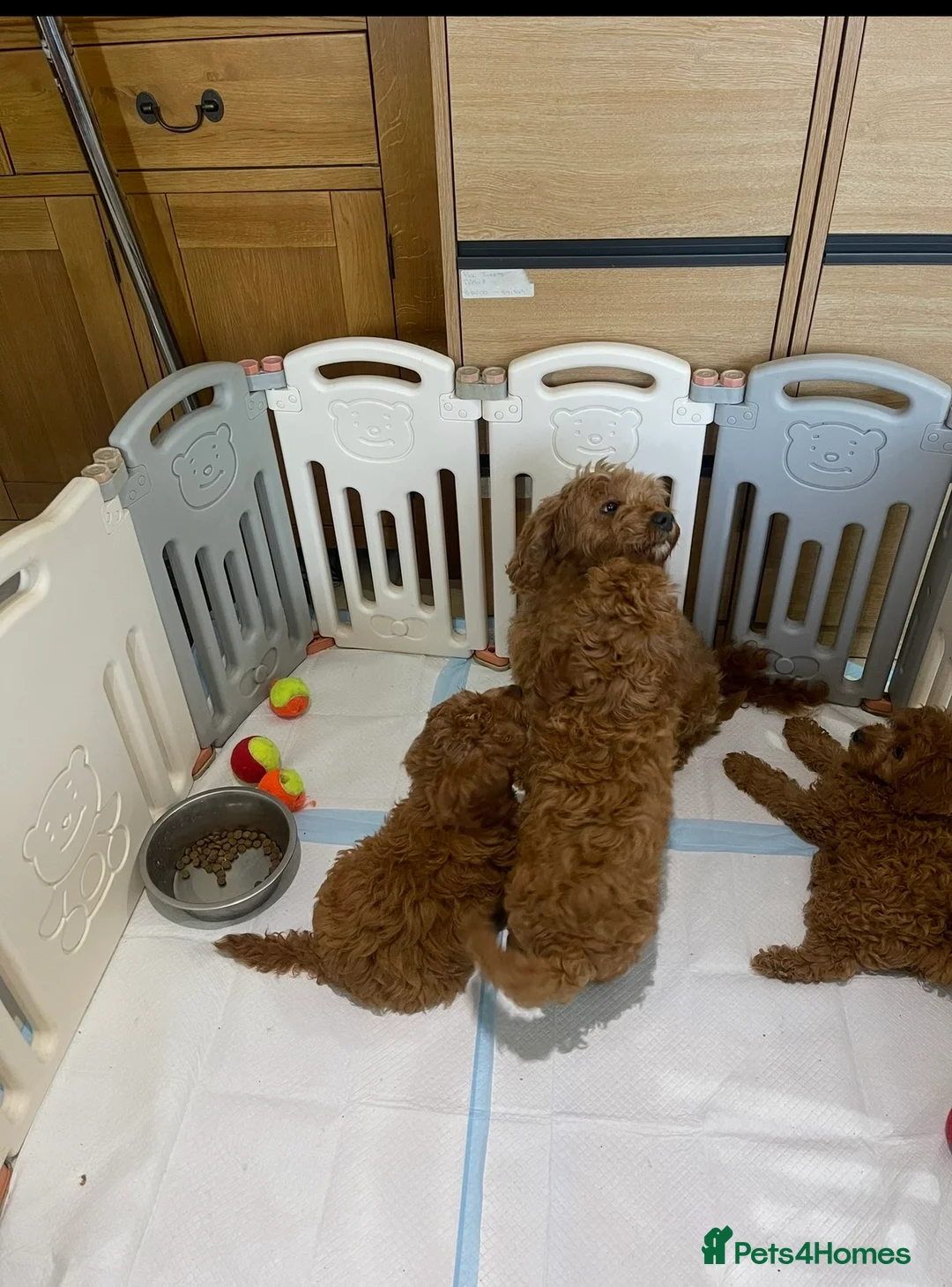 Cavapoochon dogs for sale: Ready Now/ Beautiful Cavapoochons-fully vaccinated in Lutterworth - Advert 2