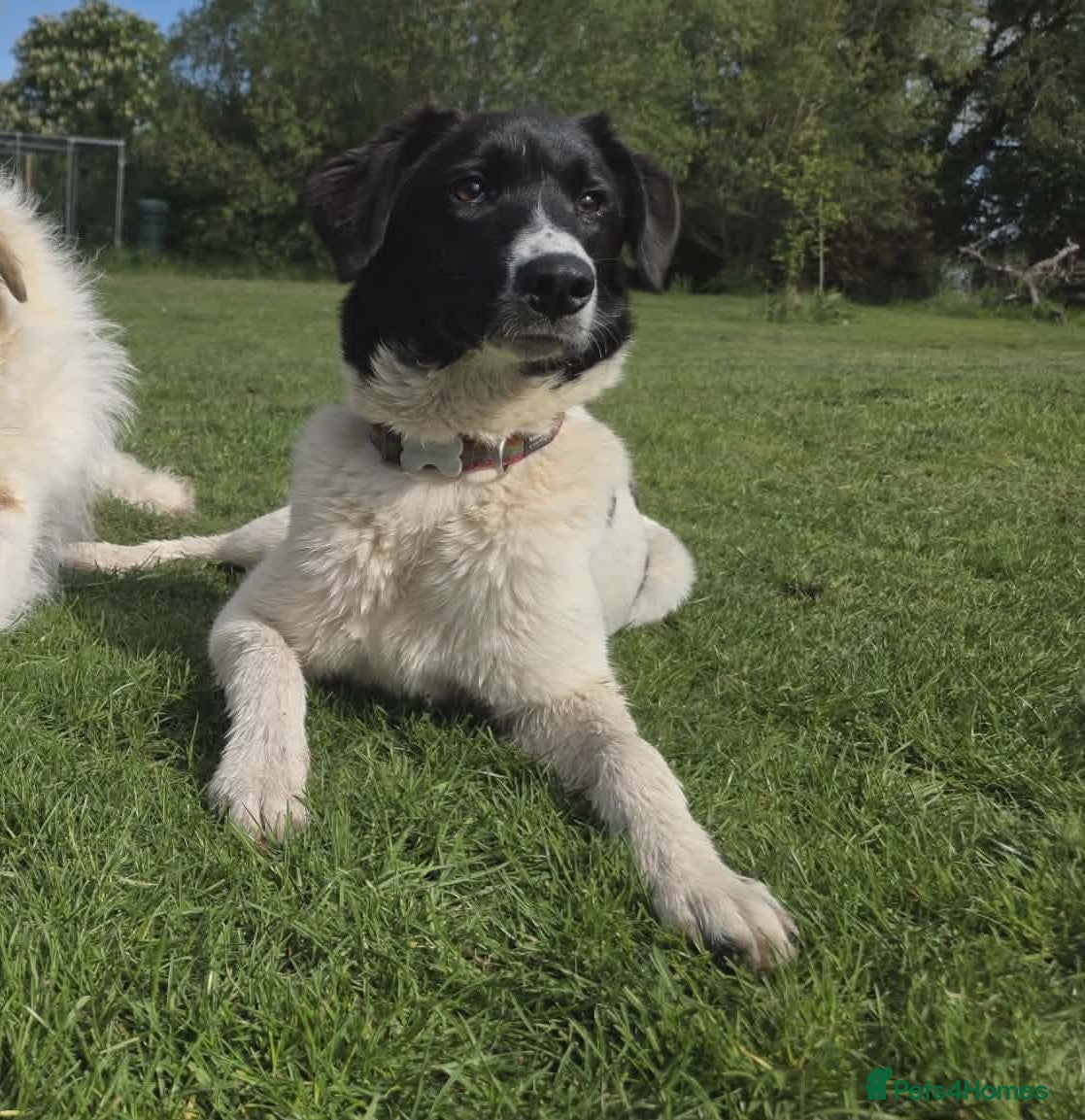 Mixed Breed dogs ANGEL by name & nature - new videos added 13/3 - Advert 6