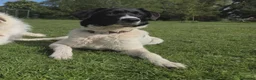 Mixed Breed dogs for adoption: ANGEL - Advert 1