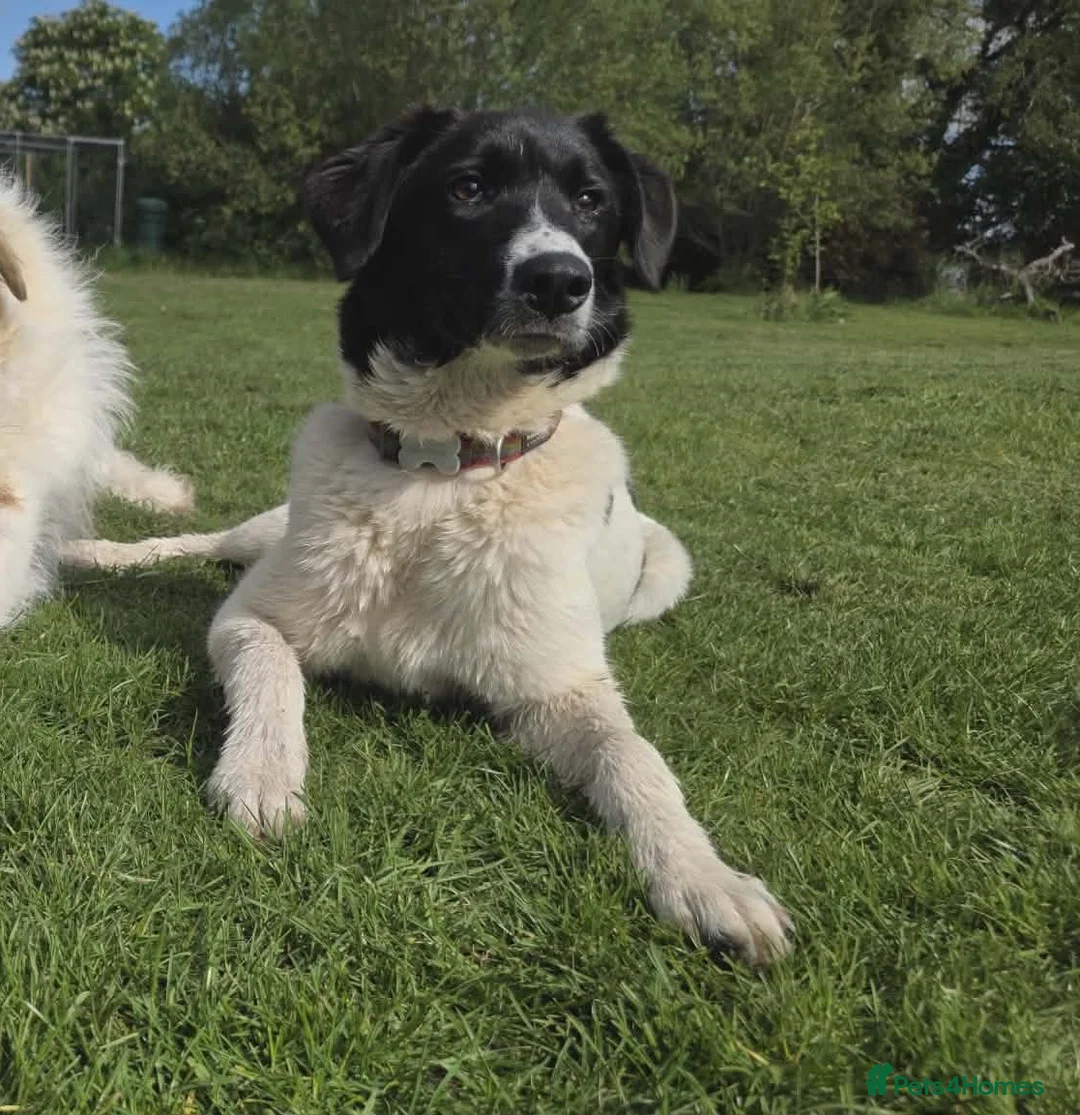 Mixed Breed dogs for adoption: ANGEL - Advert 1