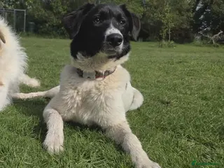 Mixed Breed dogs ANGEL by name & nature - new videos added 13/3 - Advert 6