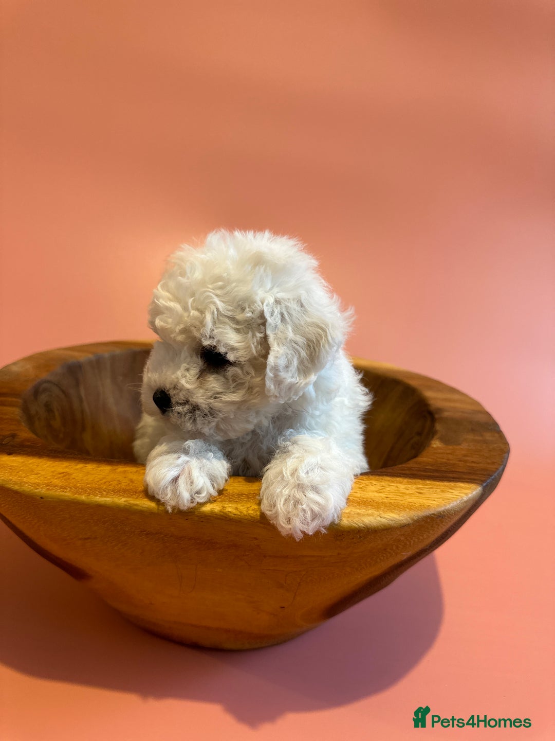 Bichon Frise dogs for sale: champion blood line bichon frise  - Advert 2