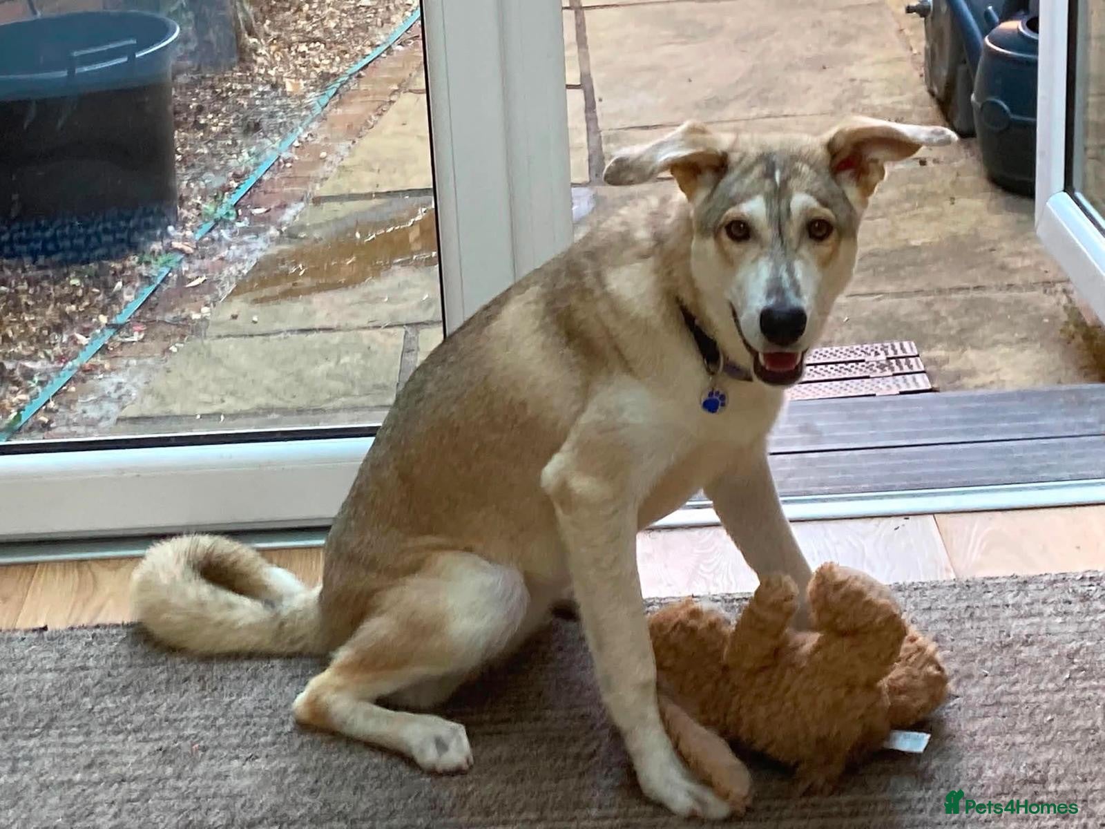 Mixed Breed dogs Kira 🩷 - Advert 1