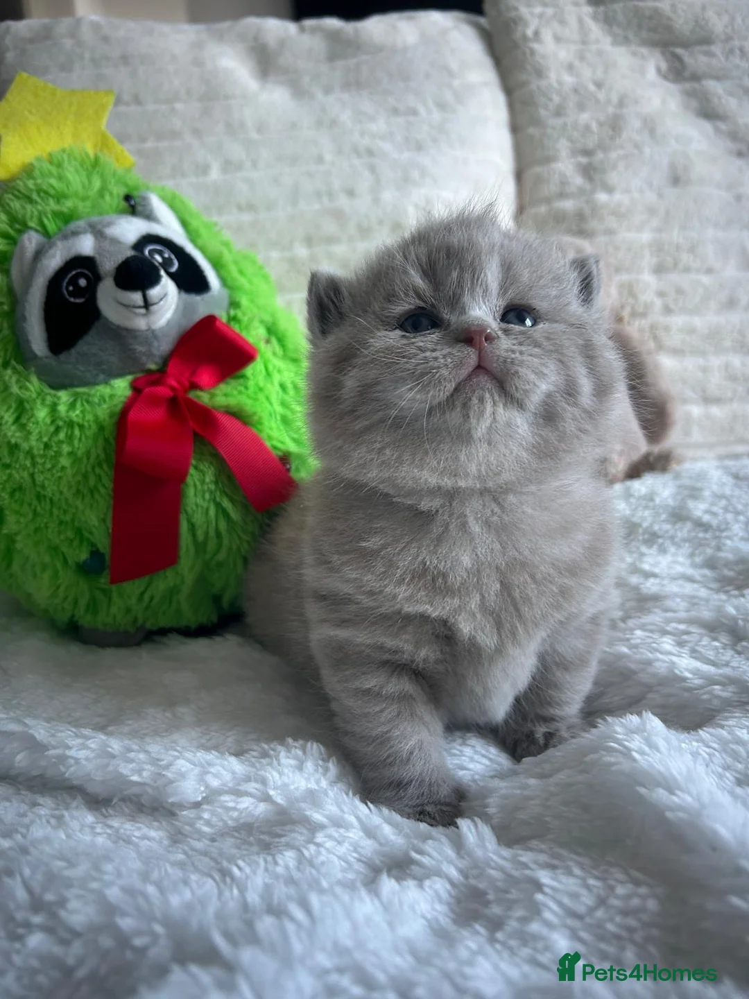 British Shorthair cats for sale: GCCF BRITISH SHORTHAIRS ALL RESERVED - Advert 27