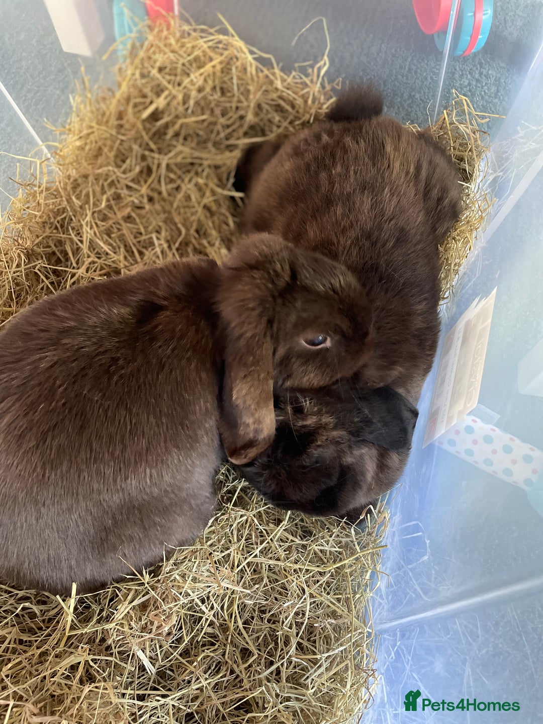 Mini Lop rabbits for sale: PLEASE READ 🐰 male and female (both neutered) in Leicester - Image 6