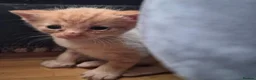 Domestic Shorthair cats for sale: Two Ginger Domestic Kittens  - Advert 6