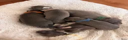 Italian Greyhound dogs for sale: Stunning litter of Italian greyhounds  in Stanley - Advert 6