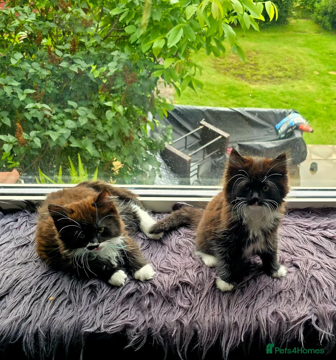 Mixed Breed cats for sale: Two fluffy kittens looking for forever loving home - Advert 1