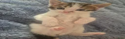 Mixed Breed cats for sale: Bengal Cross Kittens Ready for a Loving Home in Doncaster - Advert 13