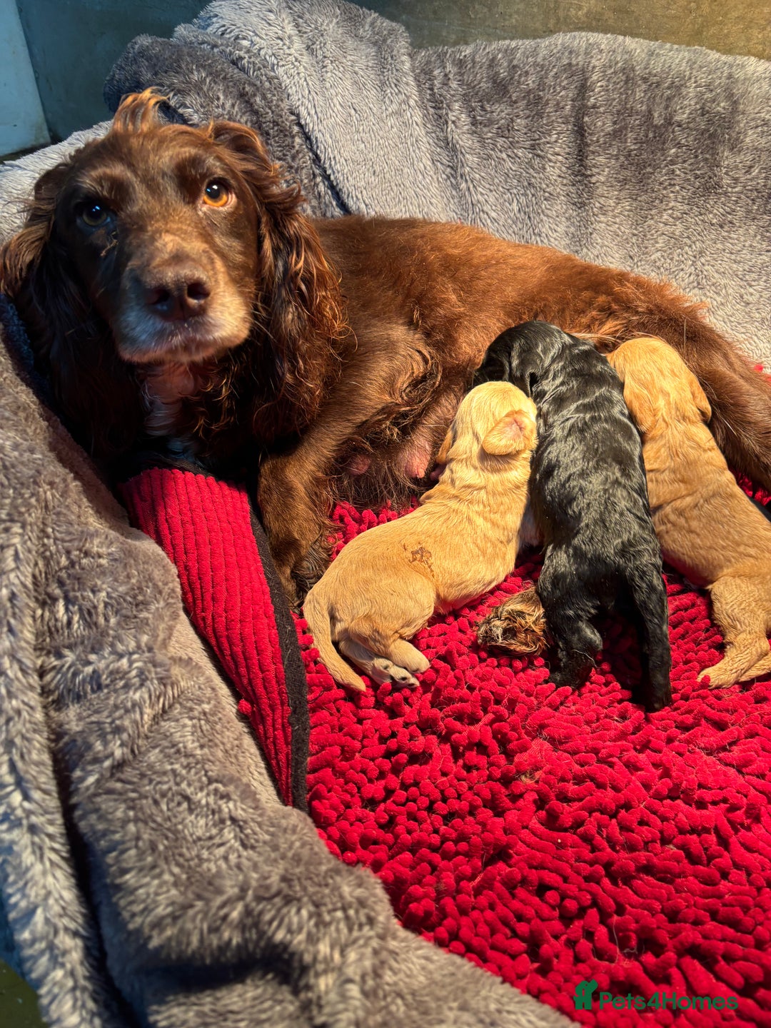 Cockapoo dogs for sale: Cockerpoo puppies - Advert 2