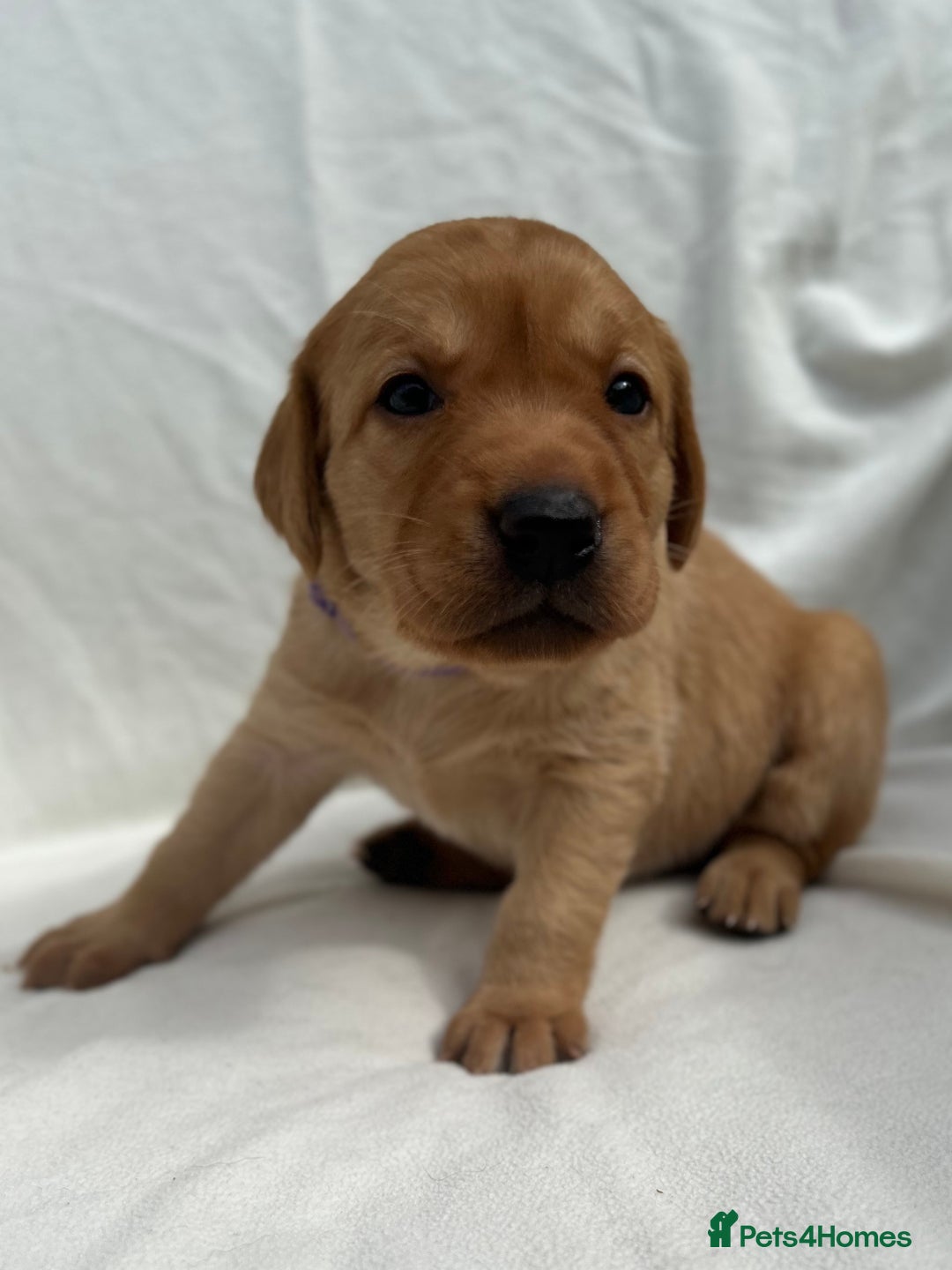 Labrador Retriever dogs for sale: Family/Working bred KC Labradors - Image 15