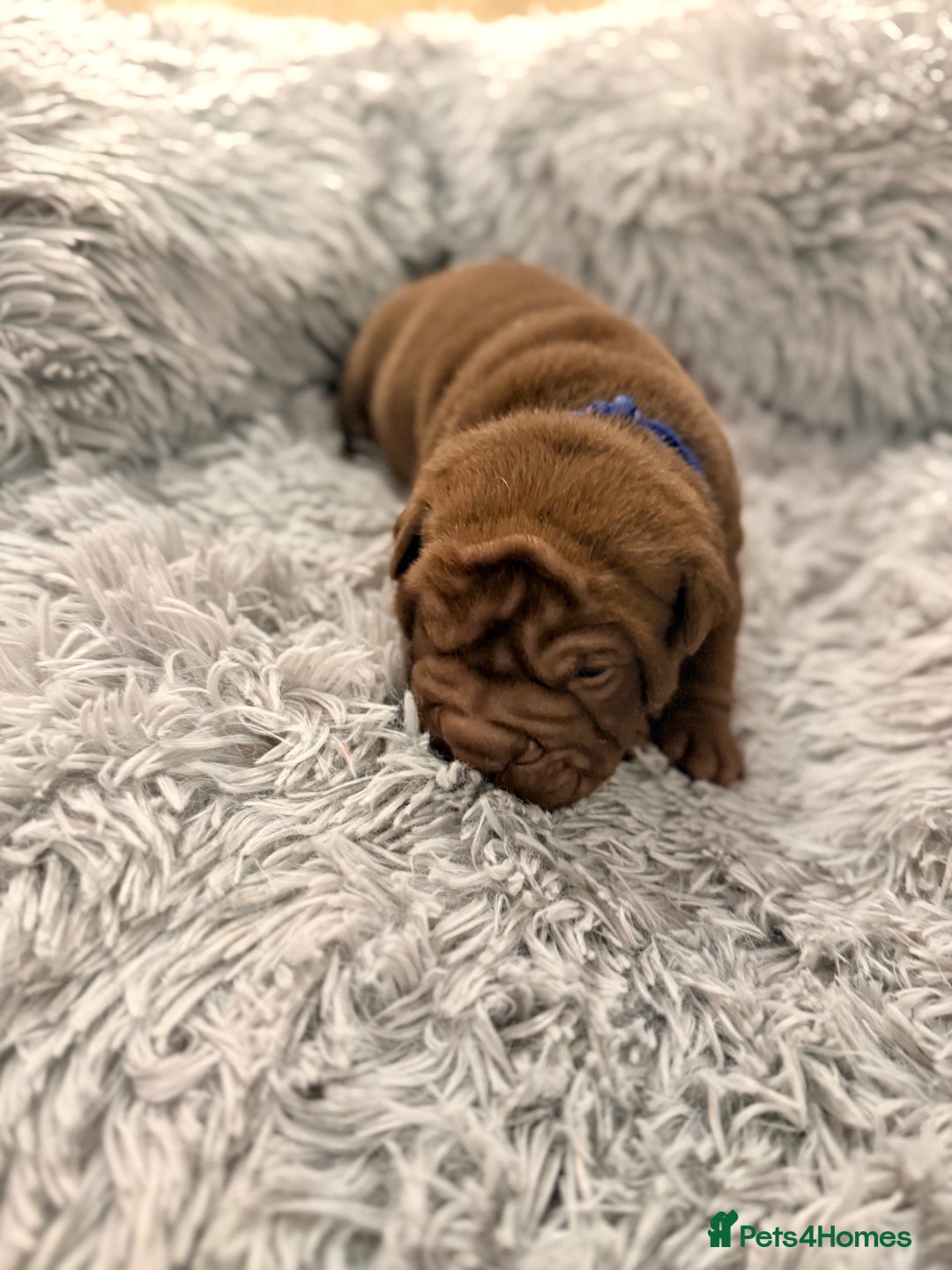 Mixed Breed dogs for sale: Gawjuss Bullpei Puppies 🐶 - Advert 14
