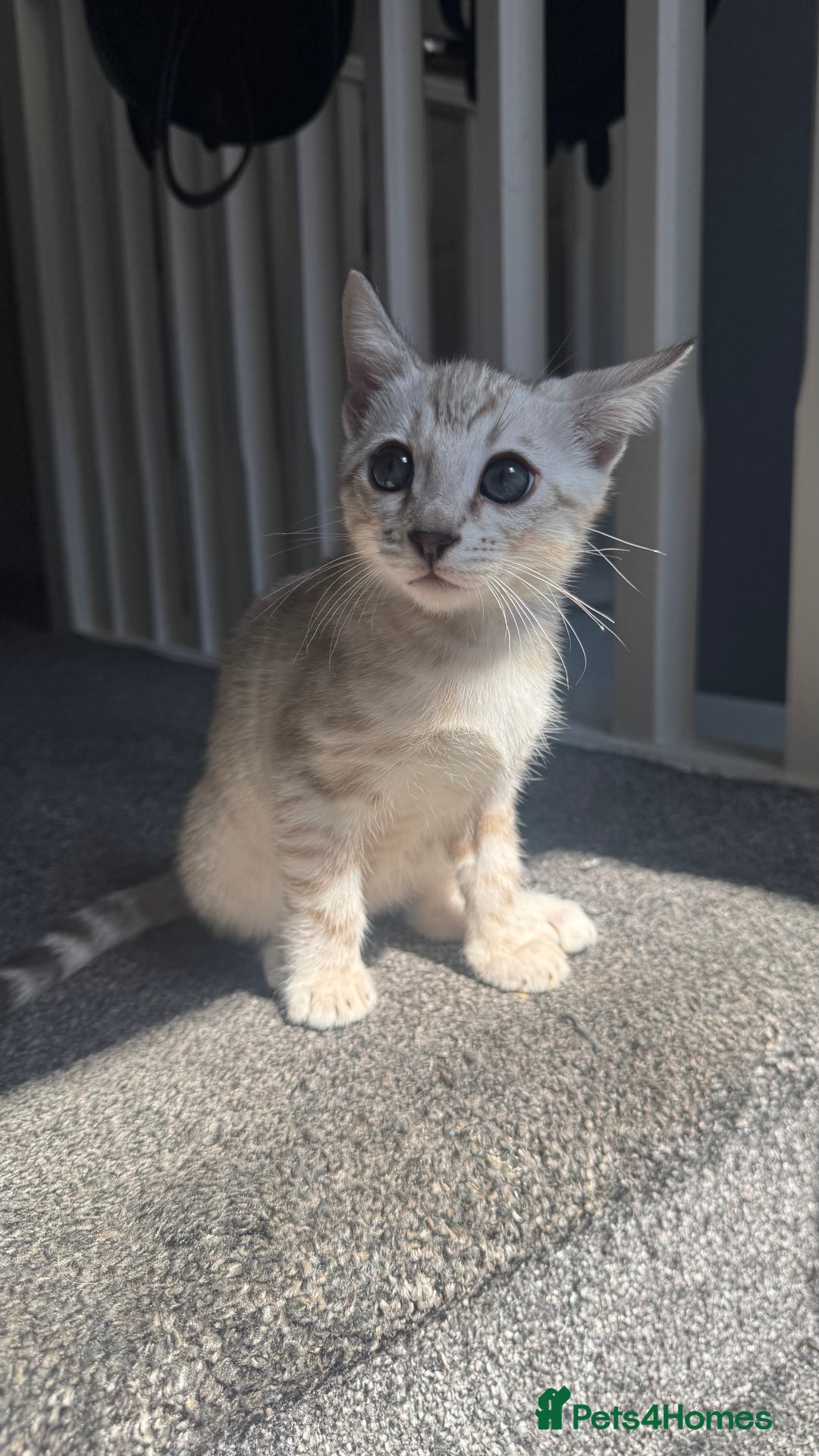 Bengal cats for sale: 🔥🏆OUTSTANDING SHOW BENGALS… READY 26th AUGUST💯 - Image 17