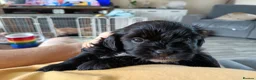 Mixed Breed dogs for sale: Unique little puppies  - Advert 9
