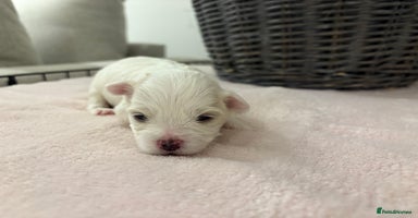 Maltese dogs - Advert 1