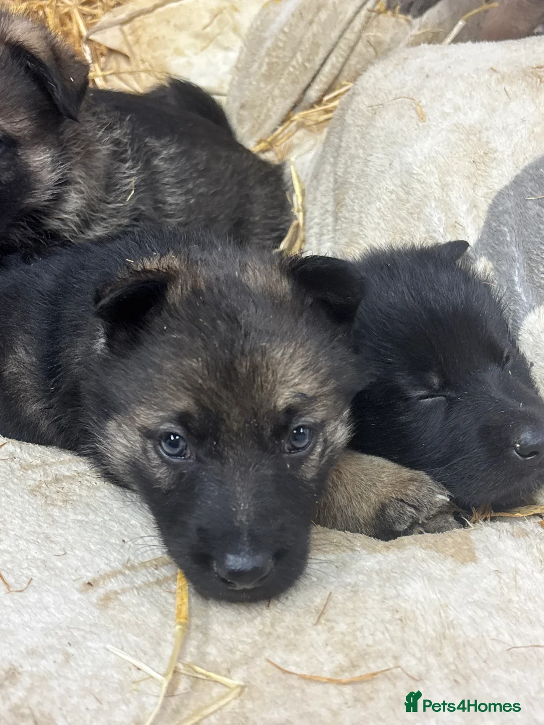 German Shepherd dogs for sale: Beautiful German Shepard puppies - Advert 29