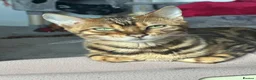 Bengal cats for sale: Female glitter Bengal for sale - Advert 13