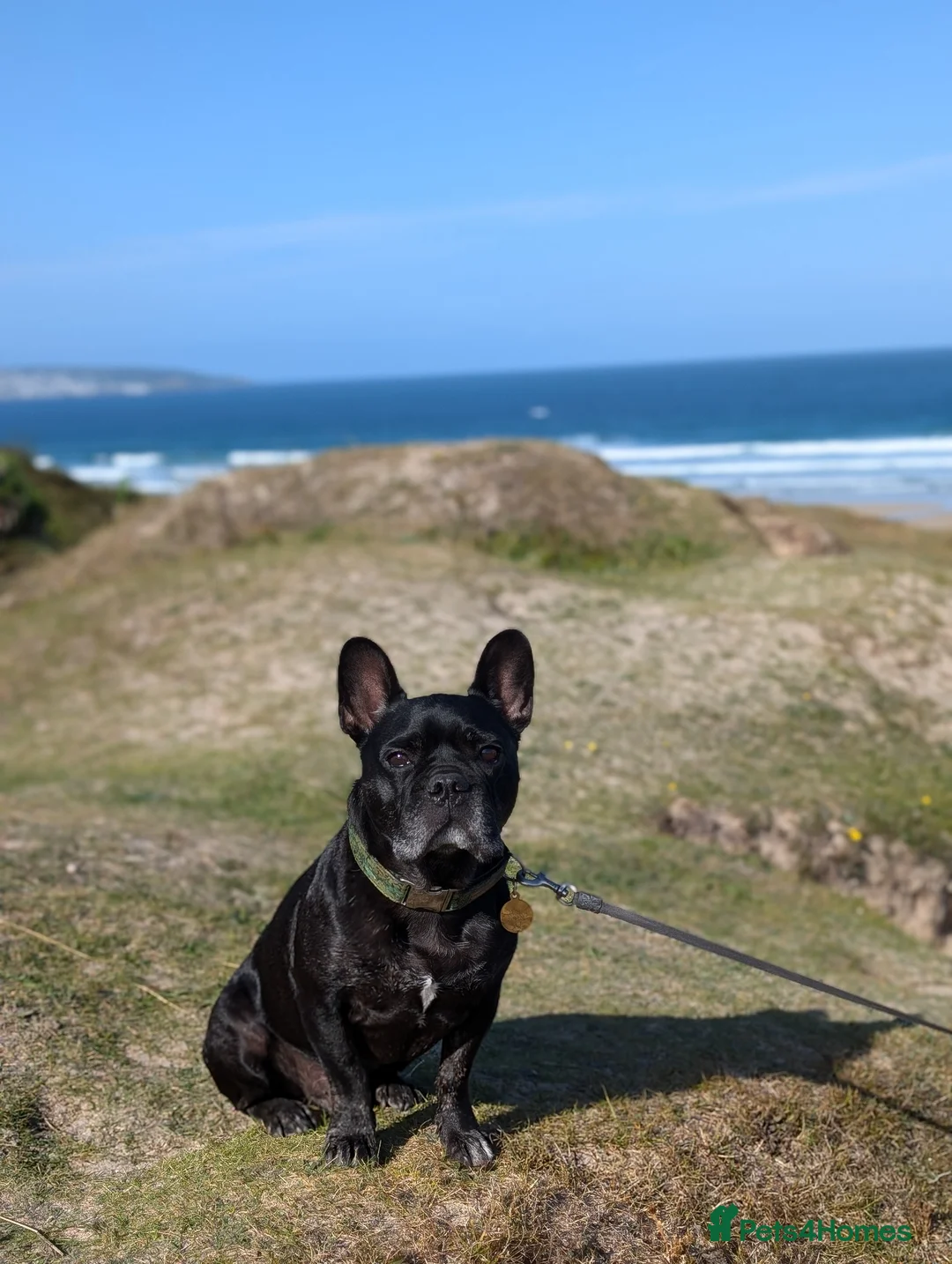 French Bulldog dogs for sale: Ralph French bulldog, rehoming  - Advert 4