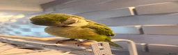 Parakeets birds for sale: Quaker parrot (6months old) in Worksop - Advert 8