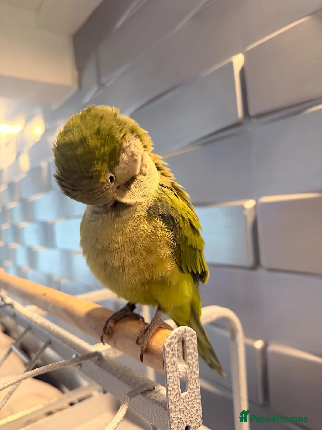 Parakeets birds for sale: Quaker parrot (6months old) in Worksop - Advert 8