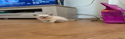 Ragdoll cats for sale: Bluepoint ragdolls females  - Advert 11