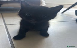 British Longhair cats for sale: 3 Kittens for sale  - Image 7